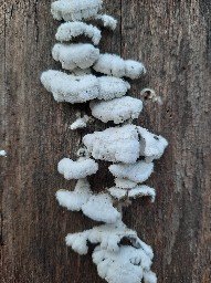 Schizophyllum commune