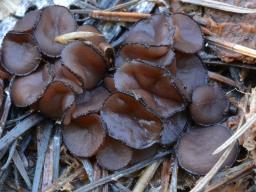 Pseudombrophila guldeniae