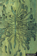 Ips typographus