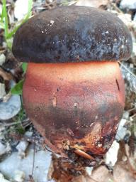 Neoboletus xanthopus