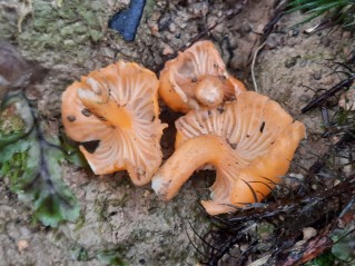 Cantharellus friesii