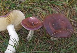 Russula caerulea