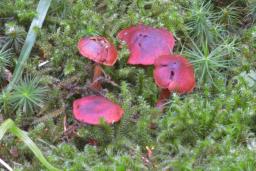 Cortinarius sanguineus