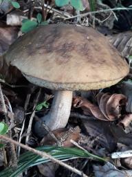 Leccinellum pseudoscabrum