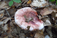 Hygrophorus russula