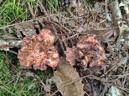 Hydnellum ioeides