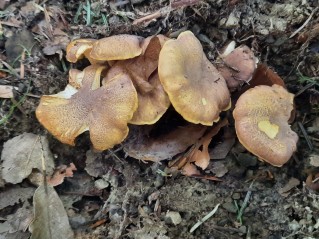 Cantharellus amethysteus