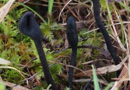 Trichoglossum hirsutum