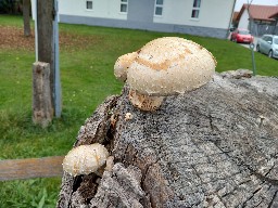 Pholiota populnea