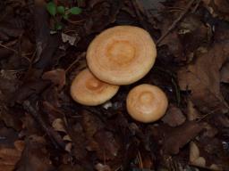 Lactarius chrysorrheus