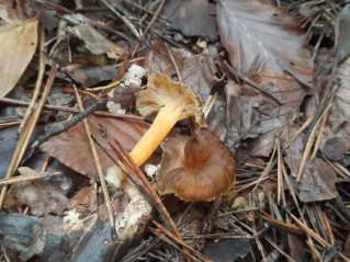 Craterellus lutescens