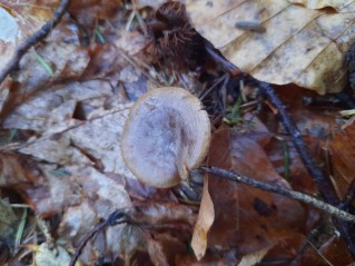 Rhizocybe pruinosa