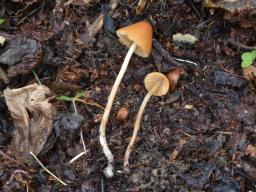 Conocybe ochrostriata