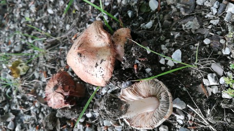 Inosperma adaequatum