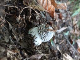 Amanita pantherina