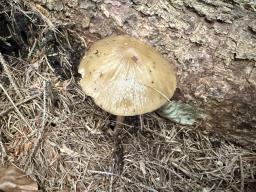 Hymenopellis radicata