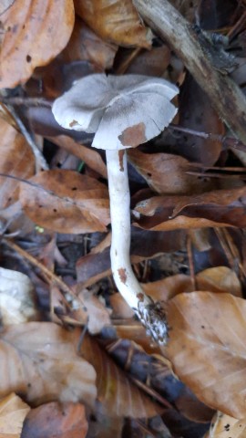 Tricholoma sciodes