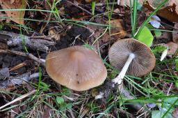 Psathyrella fatua