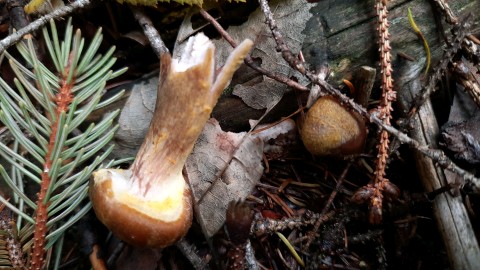 Armillaria gallica