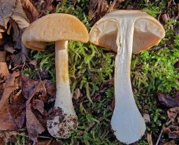 Thaxterogaster talus
