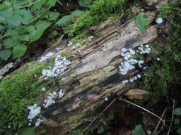 Hemimycena hirsuta