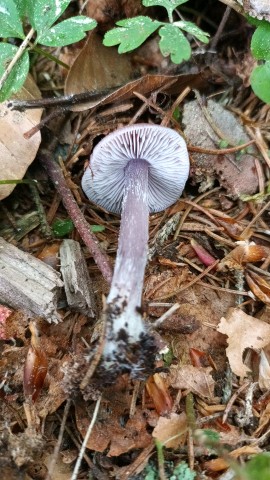 Mycena pura