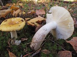 Russula ochroleuca