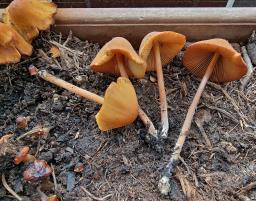 Conocybe aurea