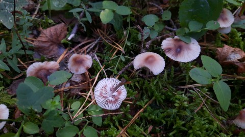 Mycena zephirus