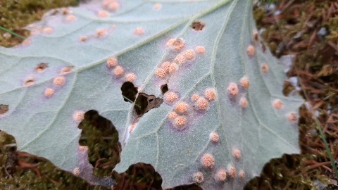 Puccinia poarum