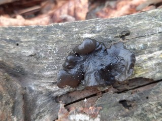 Exidia pithya