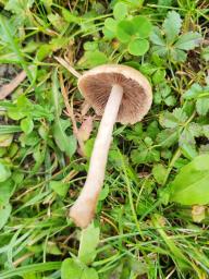 Lacrymaria lacrymabunda