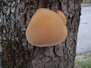 Inonotus hispidus