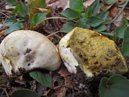 Lycoperdon lividum