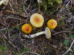 Hygrophorus speciosus