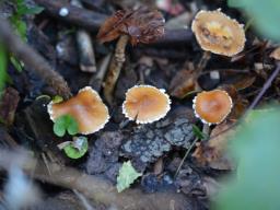 Conocybe vestita