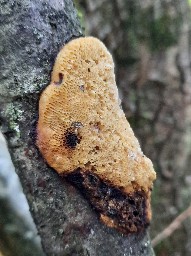 Szczepkamyces campestris