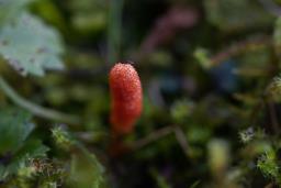 Cordyceps militaris