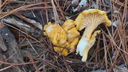 Cantharellus romagnesianus