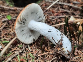 Russula decolorans