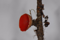 Sarcoscypha austriaca