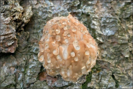 Fomitopsis pinicola