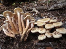 Armillaria mellea