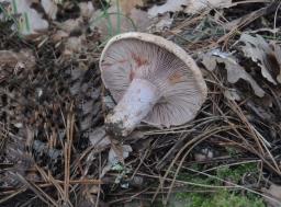 Lactarius sanguifluus