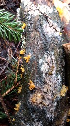 Calocera cornea