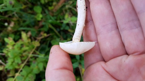 Hygrophorus chrysodon