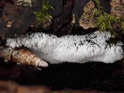 Ceratiomyxa fruticulosa