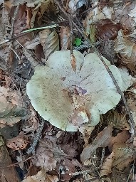 Lactarius blennius