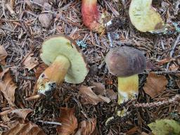 Xerocomellus pruinatus