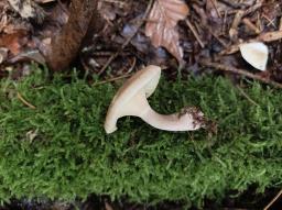 Ampulloclitocybe clavipes